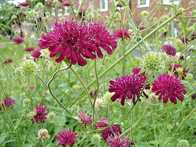 RED KNAUTIA, 110 SEEDS, *EZ TO GROW*