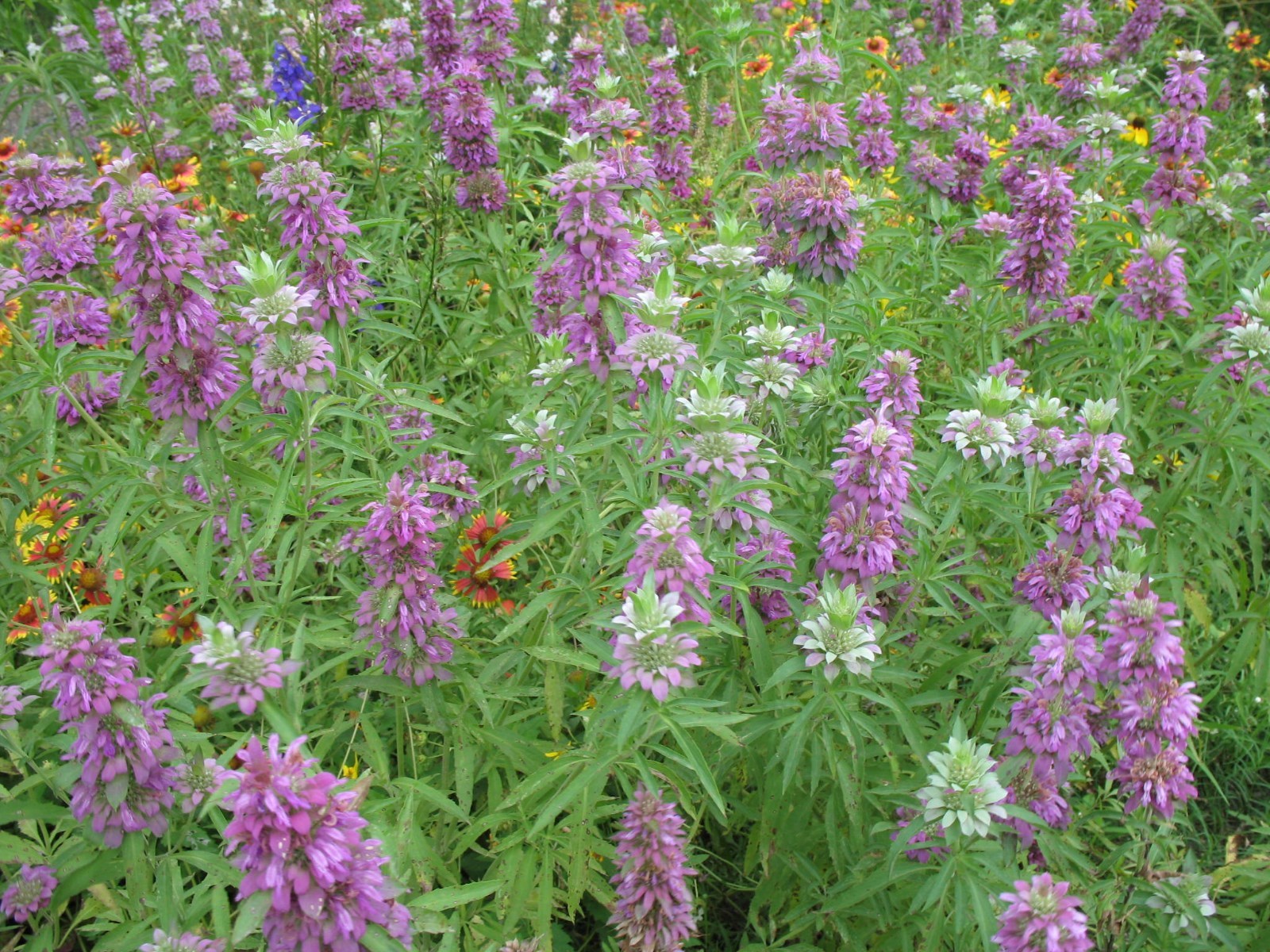 301+LEMON MINT Flower Seeds Perennial Native Wildflower Herb Garden Container
