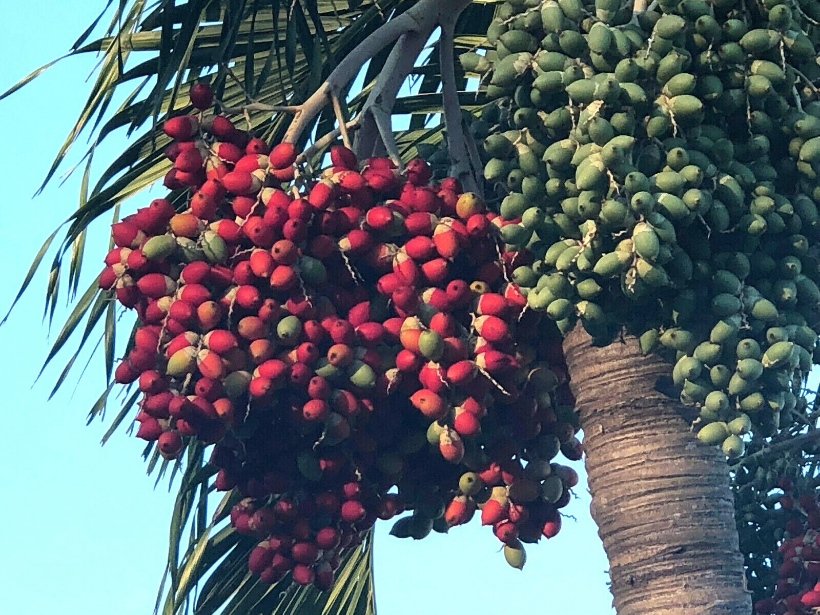 Christmas Palm tree seeds (30)