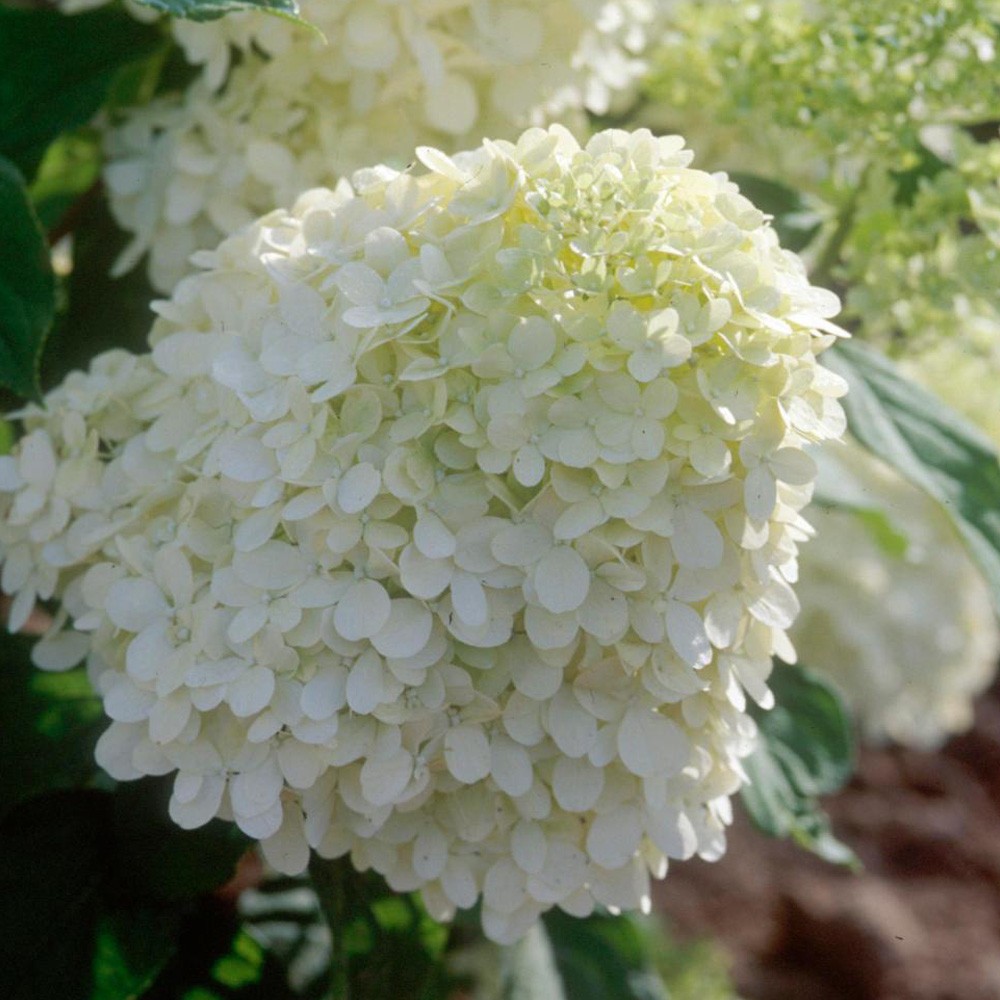 Hydrangea Seeds Mixed 15 Seeds Free Shipping!