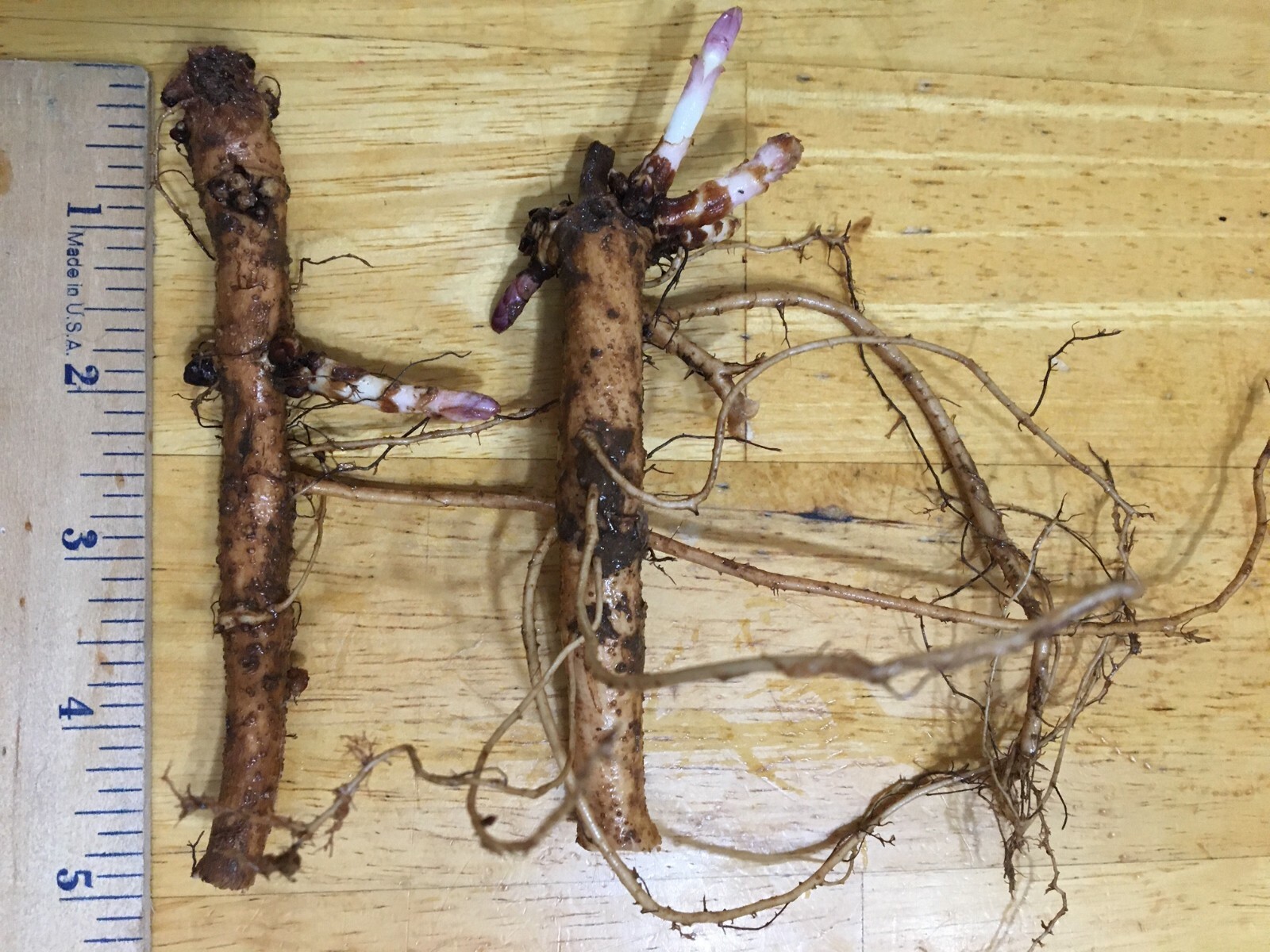 Start This Year’s Crop Today. 12 Organic Cascade Hop Rhizomes, $60.00