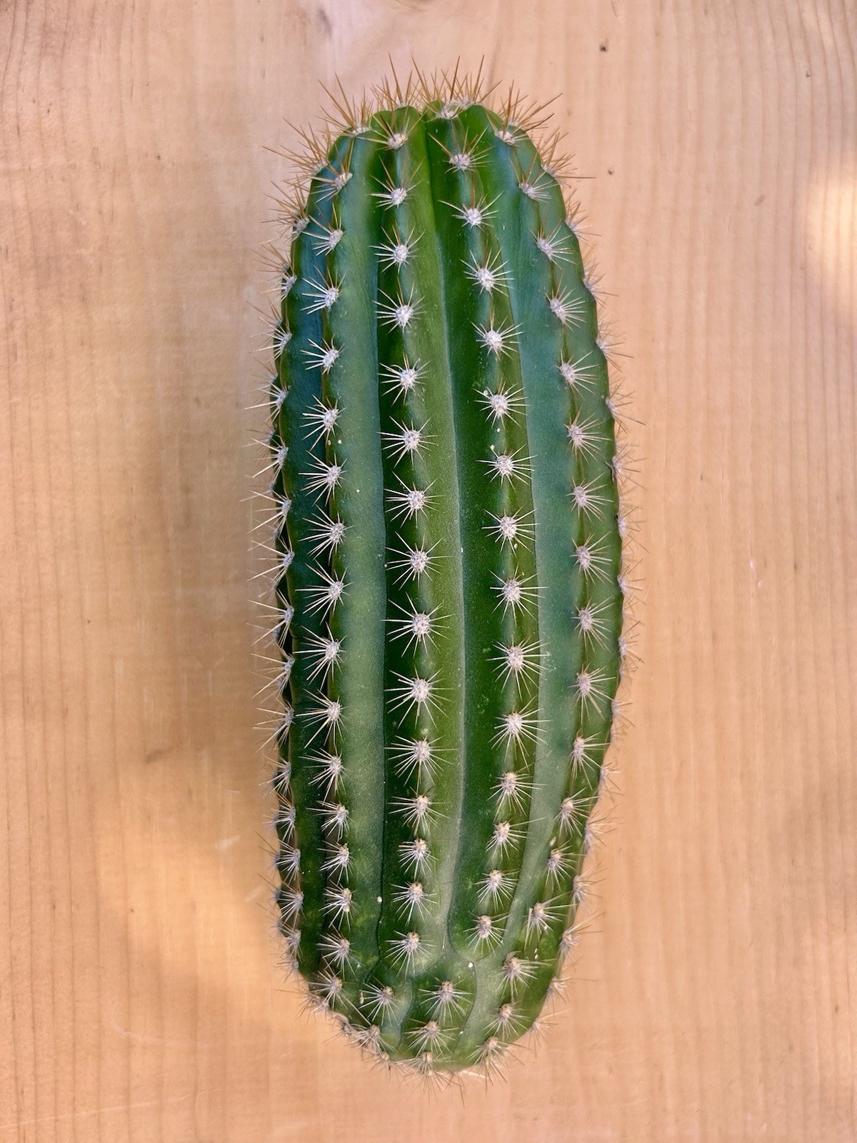 8 Inch Echinopsis Hybrid ‘Flying Saucer’ Cutting Fully Cured Ready To Plant