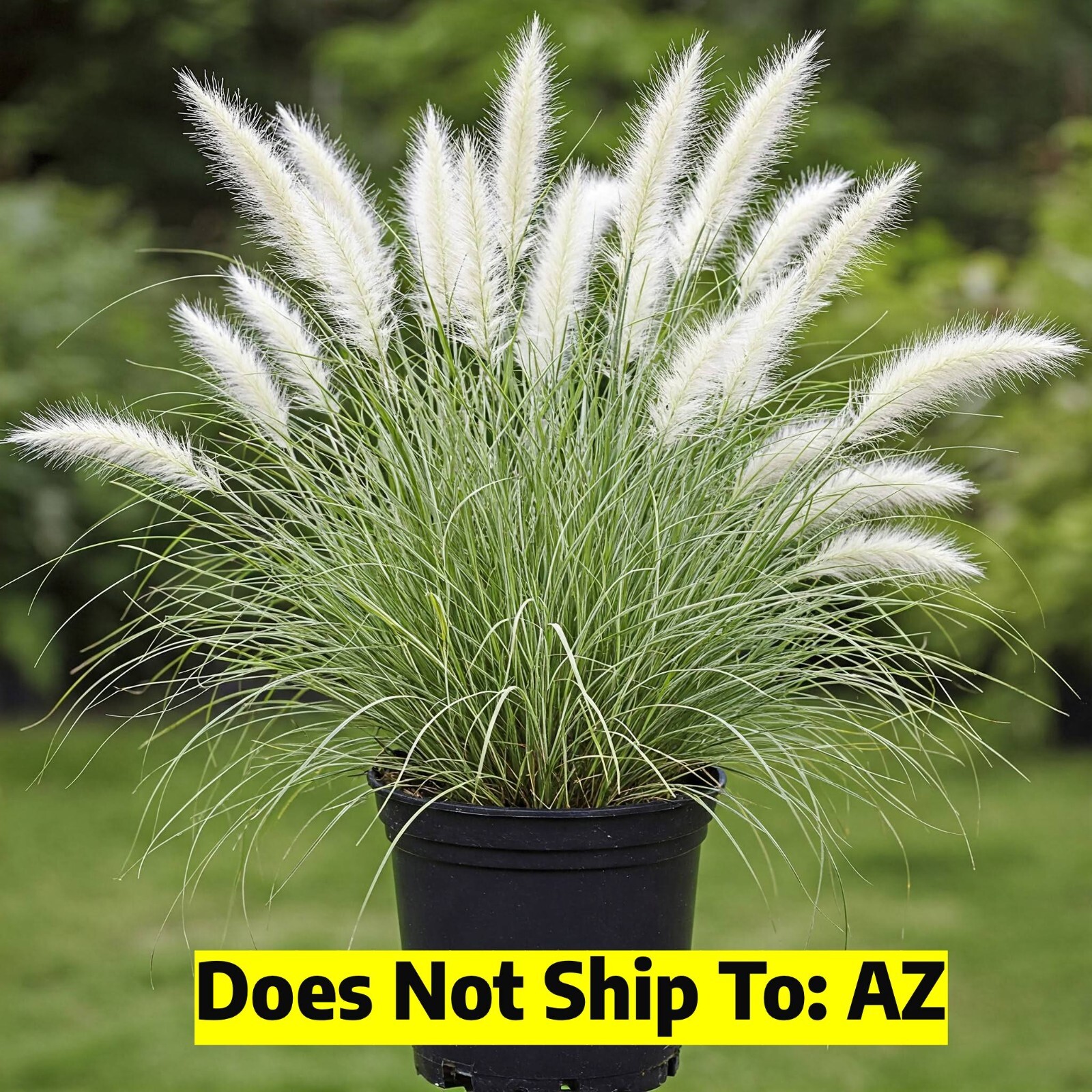 White Fountain Grass Live Plant Fast Growing In Nature 1 Gallon Pot 1-3 FT Tall