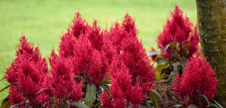 Scarlet Plume Celosia 25 Seeds Heirloom Non-GMO Grows Everywhere w/Free Shipping