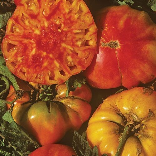 30+ HILLBILLY TOMATO SEEDS – HEIRLOOM – ORGANIC – NON GMO ———— RARE