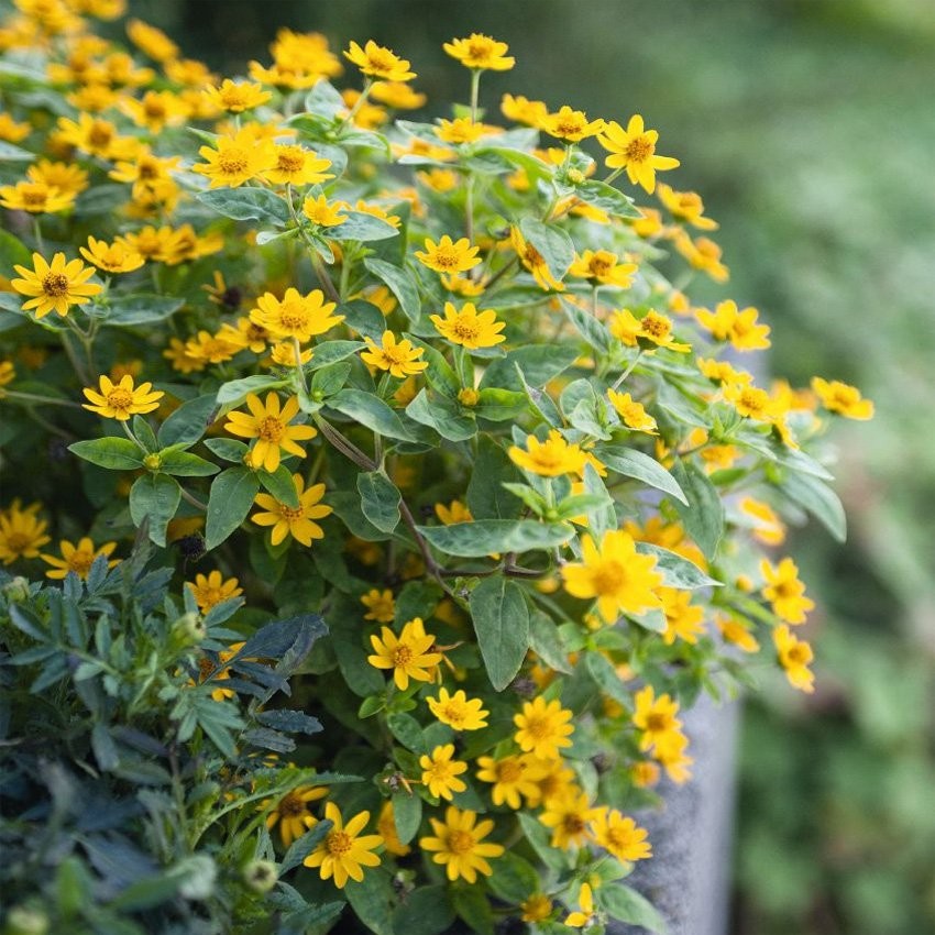 200 Seeds Melampodium Derby Seeds – Butter Daisy Melampodium Paludosum