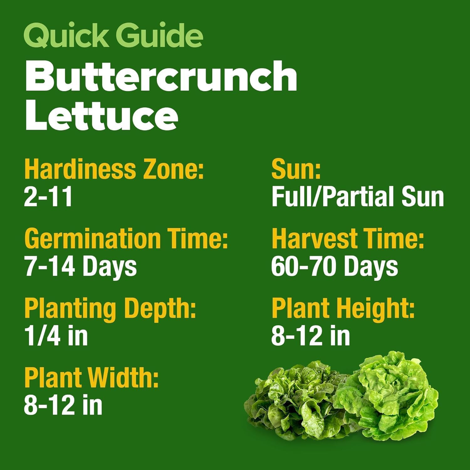 3500+ Buttercrunch Lettuce Seeds for Planting -Heirloom Non-Gmo | Lactuca Sativa