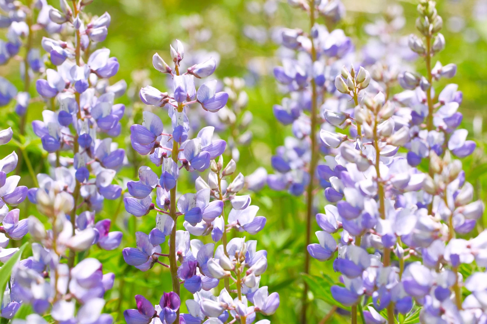 Blue Bonnet Perennial Lupine Seeds | Sundial Lupin Bluebonnet Flower Seed 2025