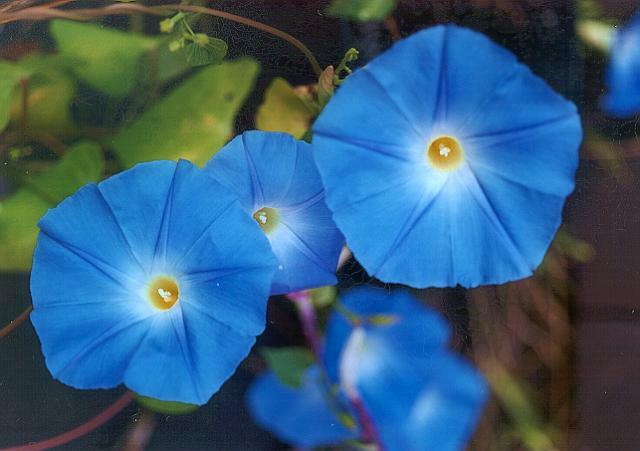 335 Heavenly Blue Morning Glory Refrigerated Seeds~Fresh Crops-No Poison Coating