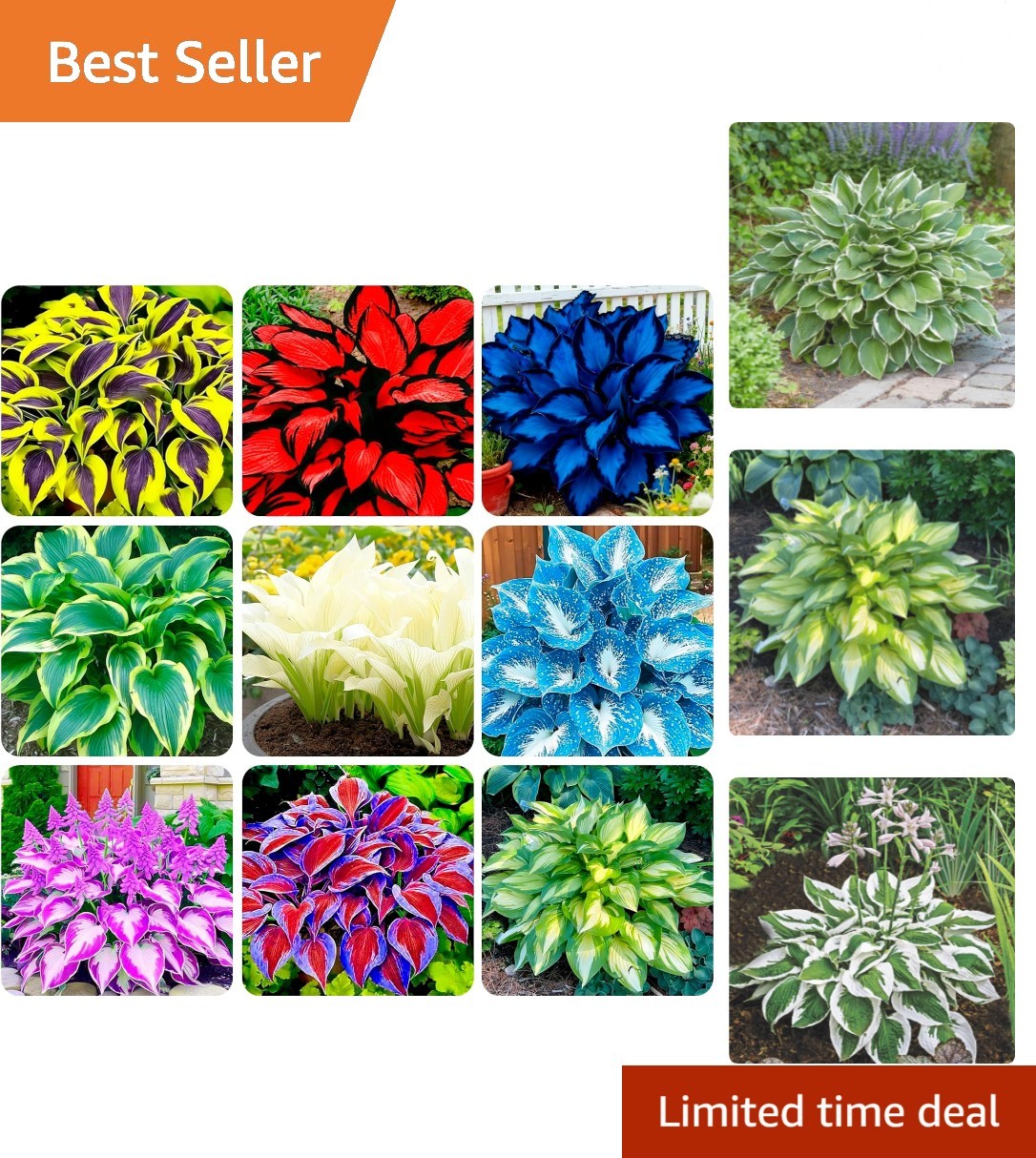 290+ PERMIUM Giant Hosta Seeds for Planting Indoor Outdoor-Non GMO Heirloom …