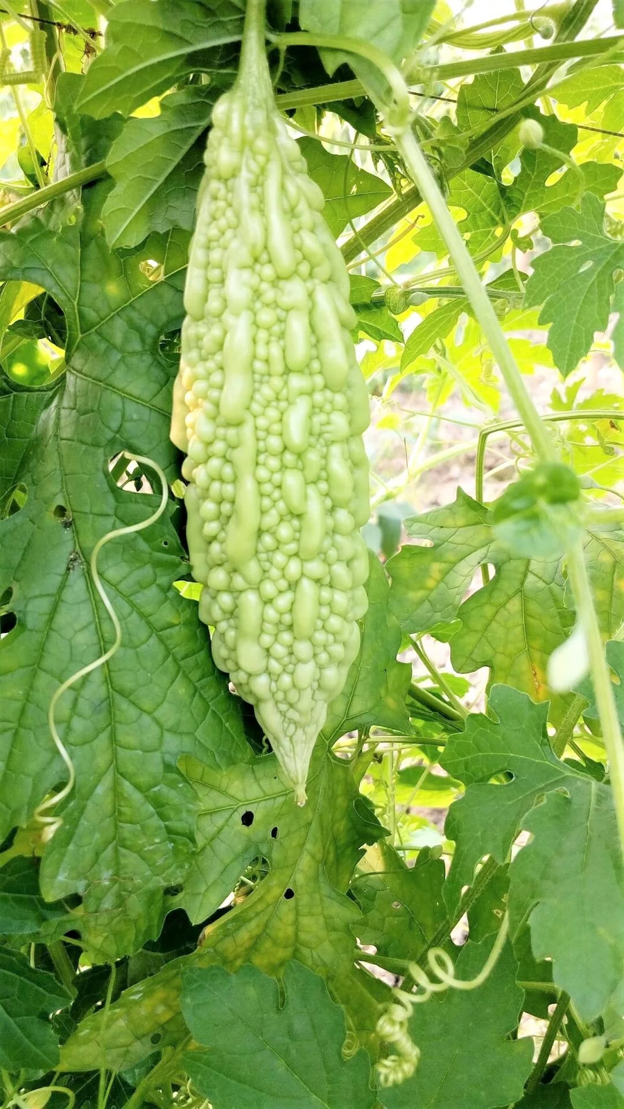 White Pearl Bitter Melon | Balsam Pear Karela Gourd Goya Squash Asian Seed 2024