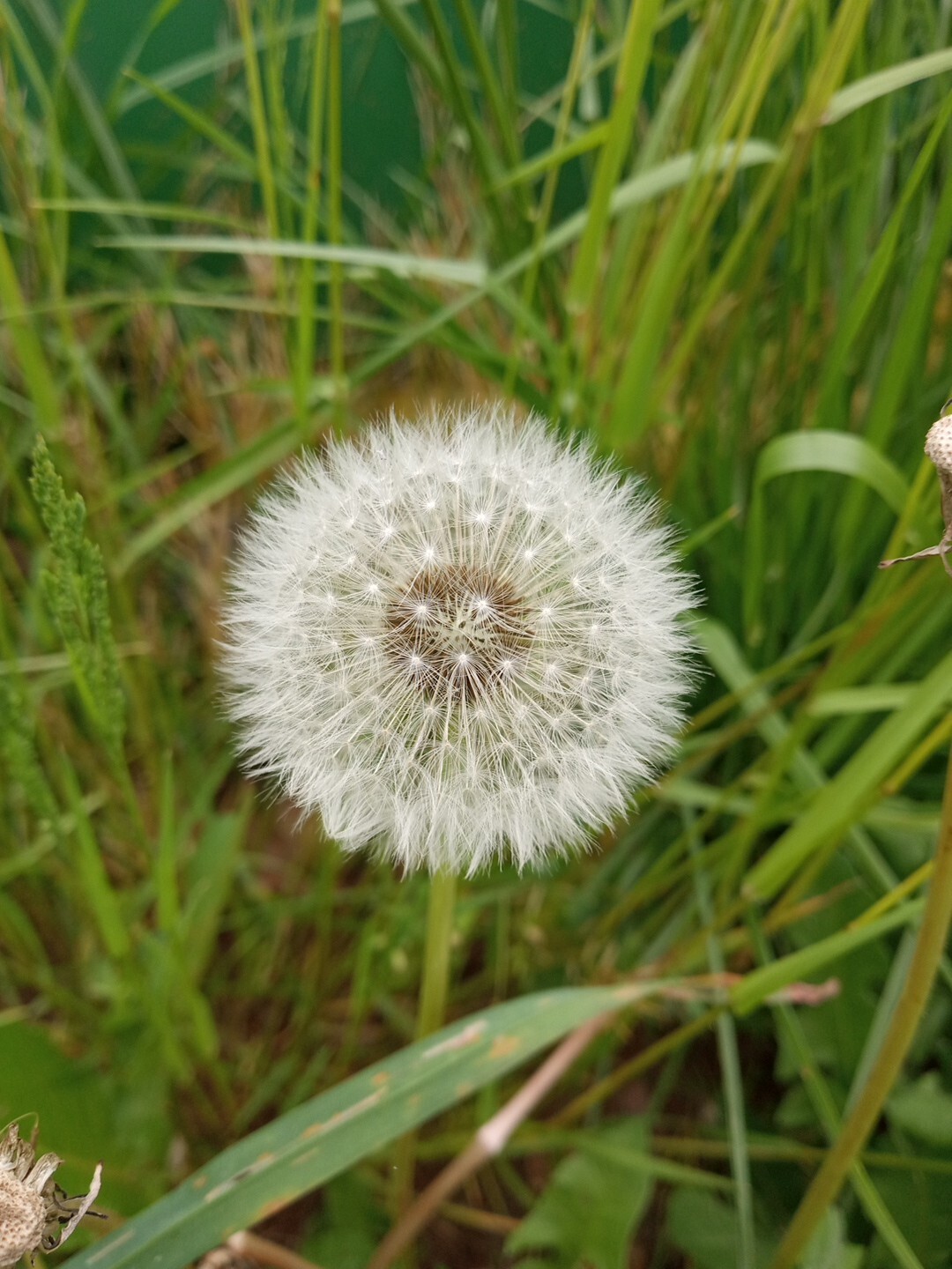 Dandelion seeds approximately 500 seeds Rare Exotic Natural Organic Seed Grow Lg