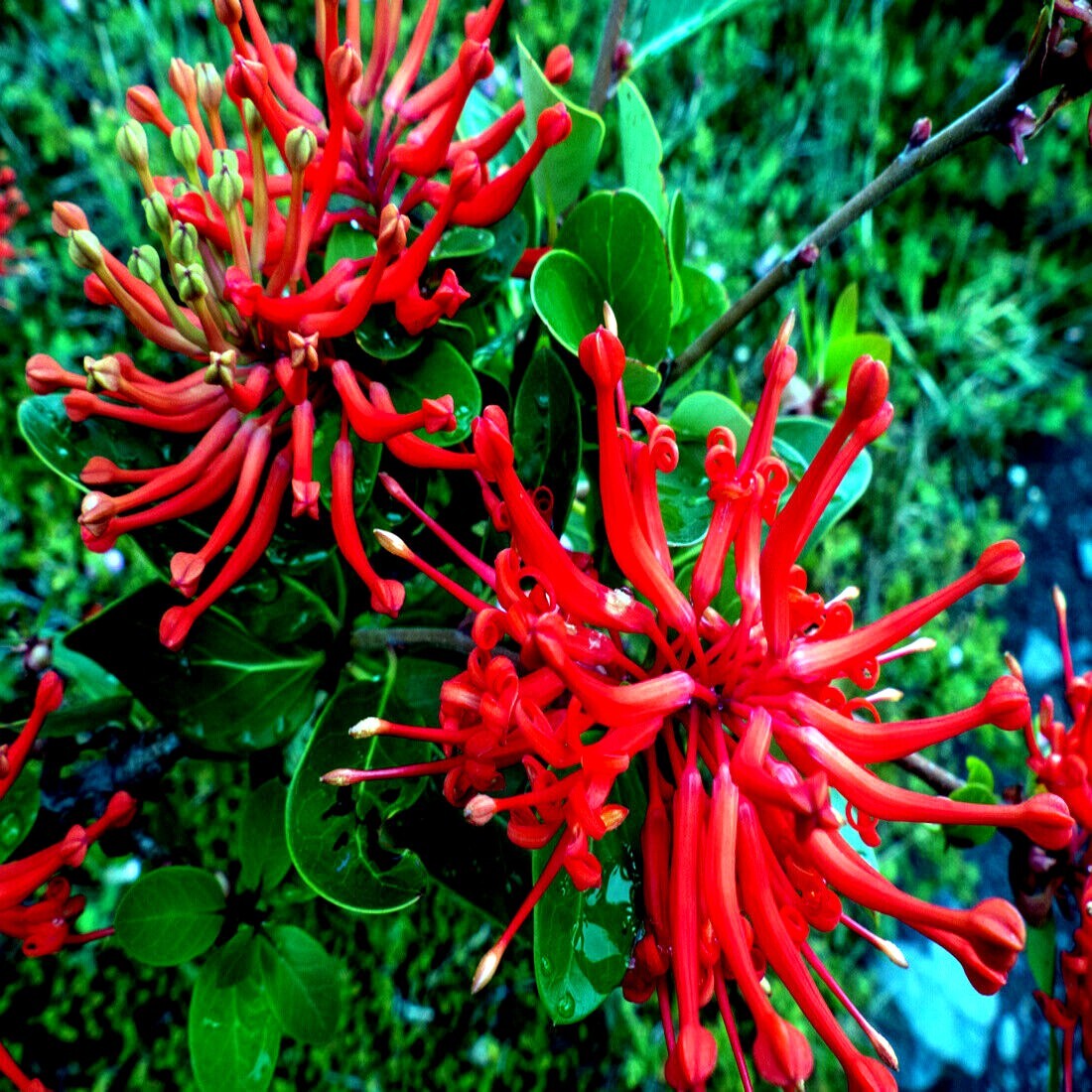 10 Chilean Firebush Tree Seeds Embothrium coccineum Flame Flower Plant RARE!