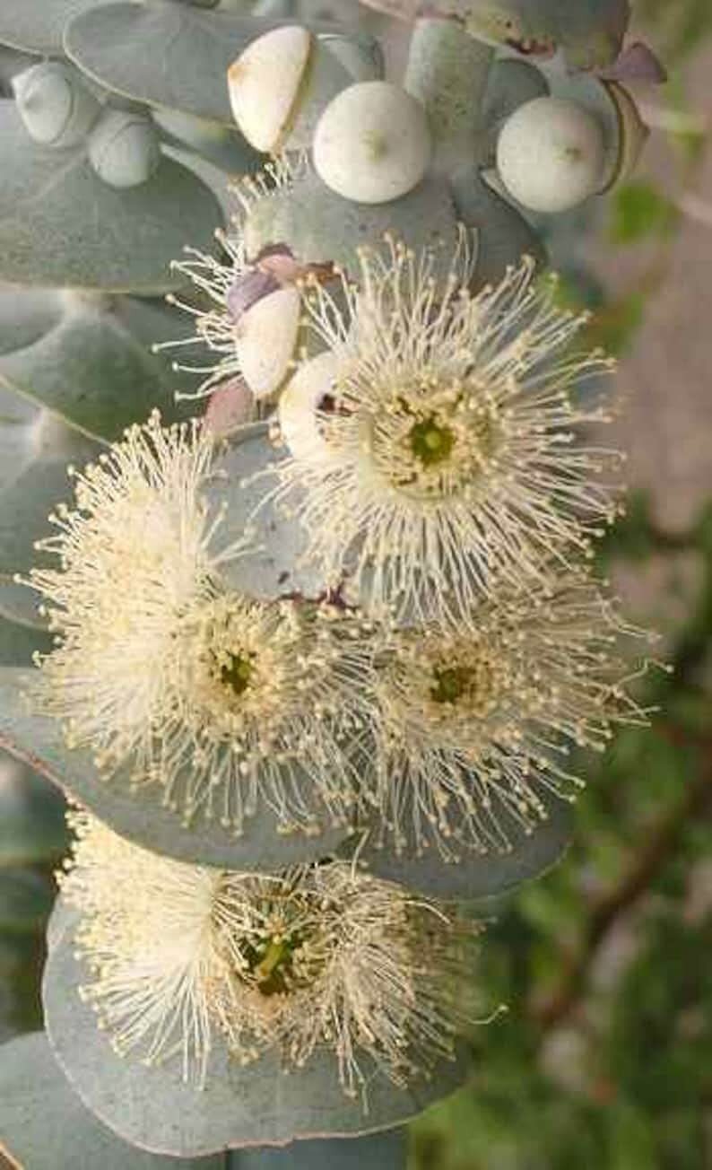 10 Baby Blue Seeds, Silver Leaved Mountain Gum, Powdered Gum, Mountain Silver Se