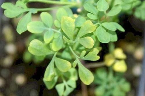 Ruta graveolens | Common or Garden Rue | Herb of Grace | 10 Seeds