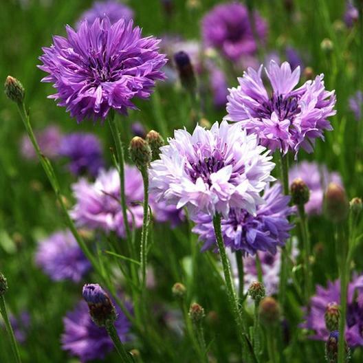 Cornflower / Bachelor Button MAUVE Heirloom Flowers Spring Non-GMO 200 Seeds!