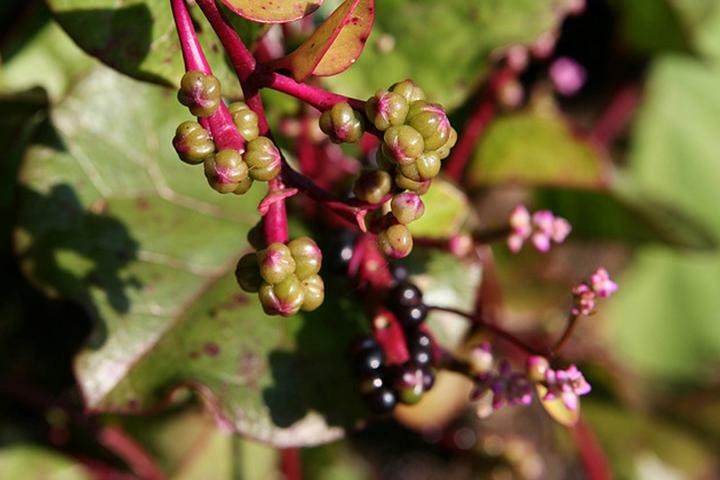 50 Seeds Red Malabar Spinach, Heirloom – EDIBLE ORNAMENTAL WITH AWESOME COLORS