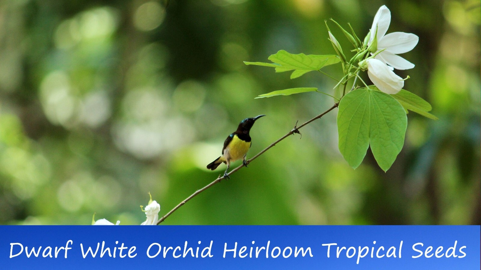 Tropical Seeds- Dwarf White Orchid Tree -10 Seeds -Bauhinia acuminata