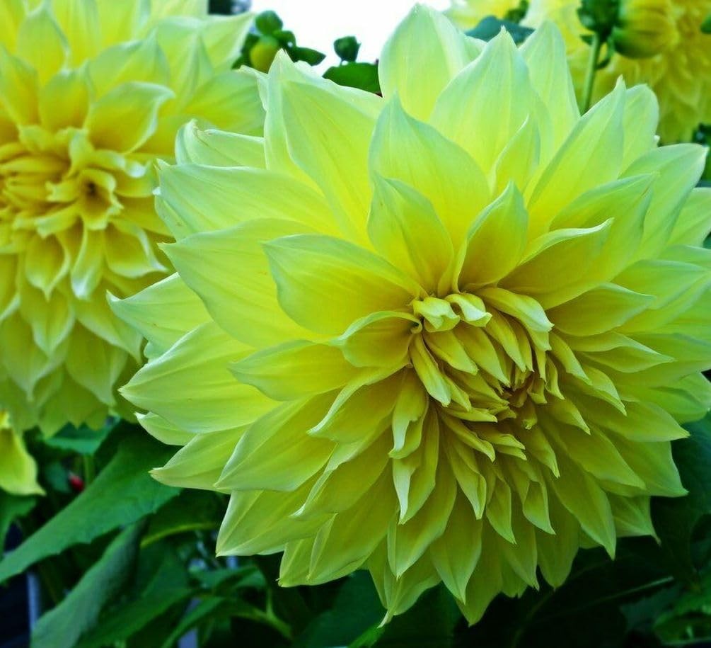 100 pcs Perennial Dahlia Labyrinth Flower Seeds for Planting – Exotic green