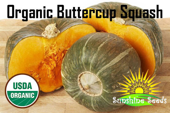 Burgess Buttercup Squash Seeds (30) Heirloom / Non-GMO | ORGANIC / FL GROWN