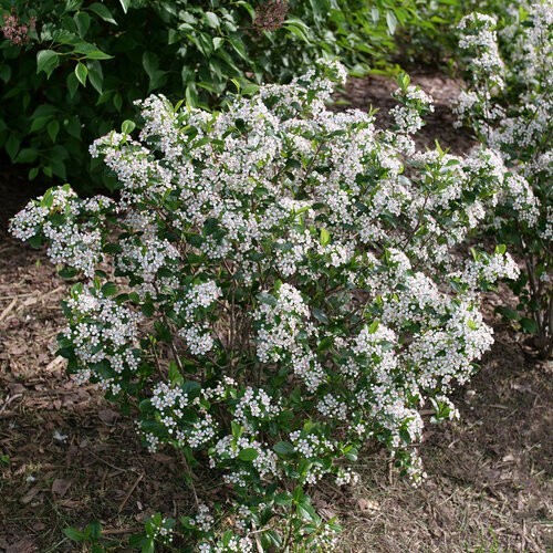 30 seeds Aronia Red Chokeberry Free Shipping & Tracking