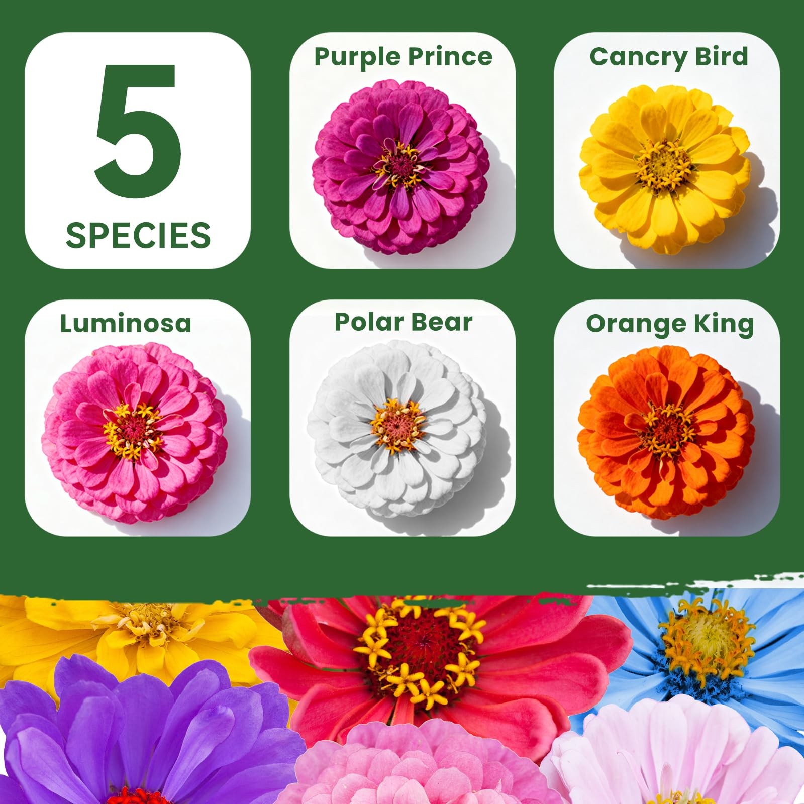 PLANTMEW 5000+ Zinnia Dahlia Seeds Flower for 1.5 Ounce Pouch, Colorful