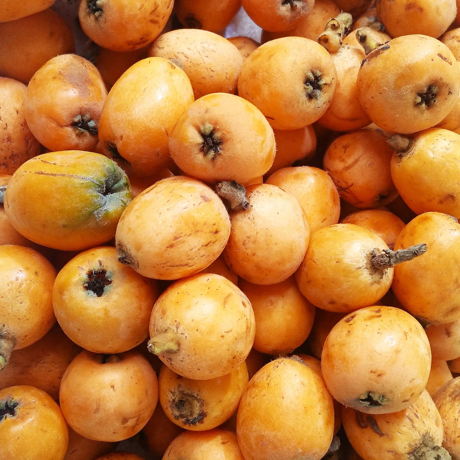 Loquat Tree Seeds – For 2026 Planting Eriobotrya Japonica Chinese Pipa Japanese