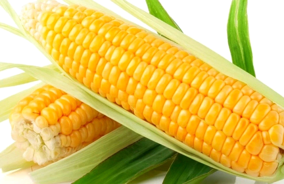 Sweet Corn Seeds Golden Bantam 100 Organic Yellow Seed Heirloom Garden NON-GMO