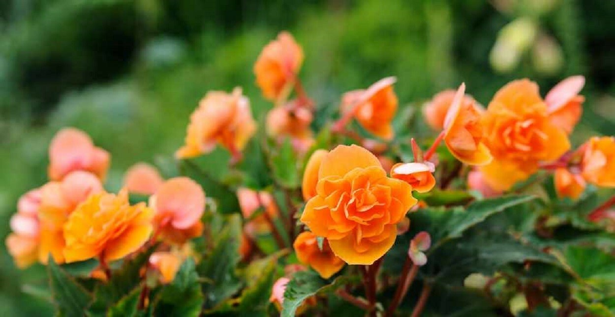 Begonia Seeds Fortune Apricot Orange Shades 15 Pelleted Seeds