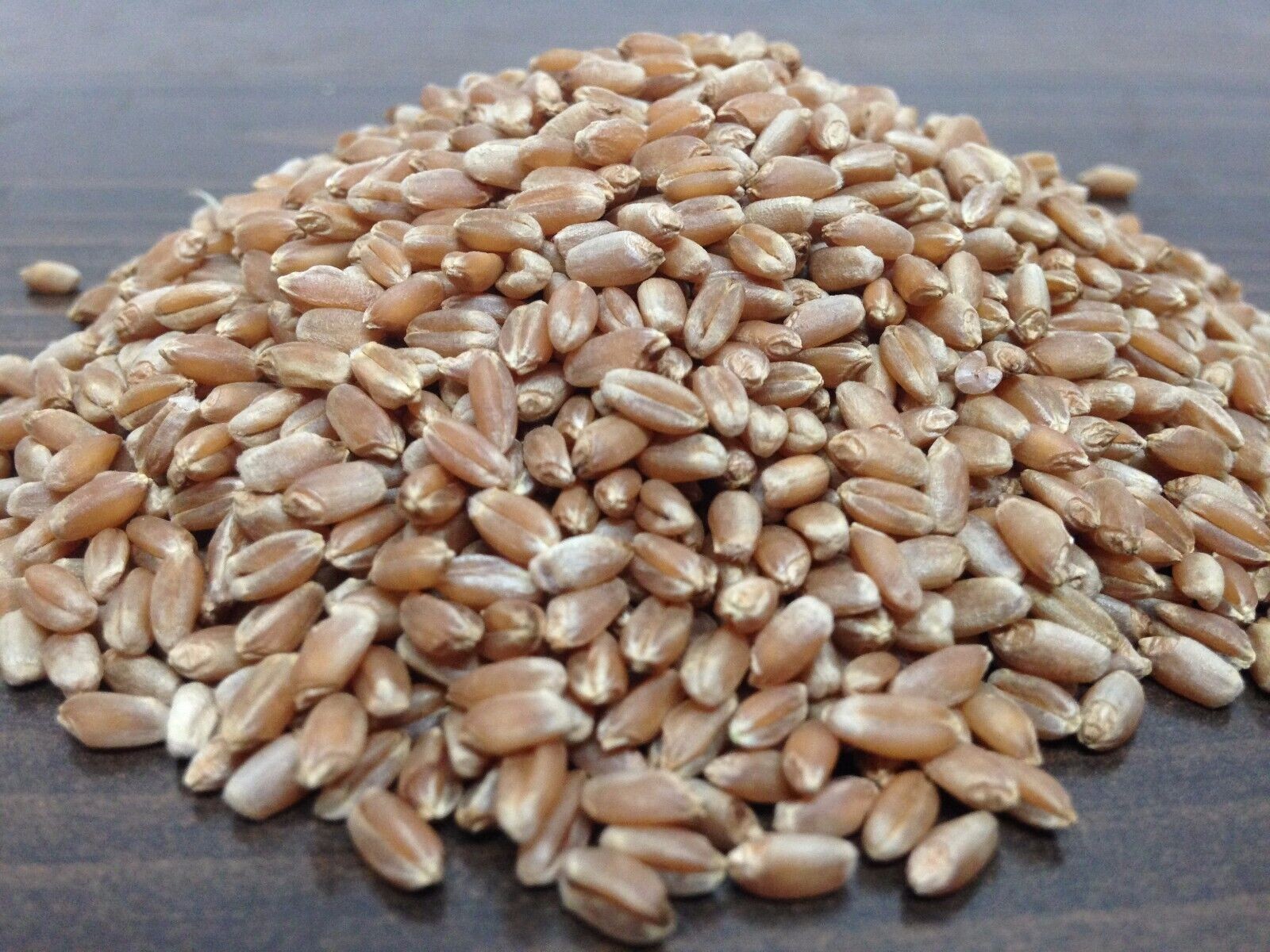 Wheatgrass Seeds – Cat Grass – Seeds – Non Gmo 600-700 seeds
