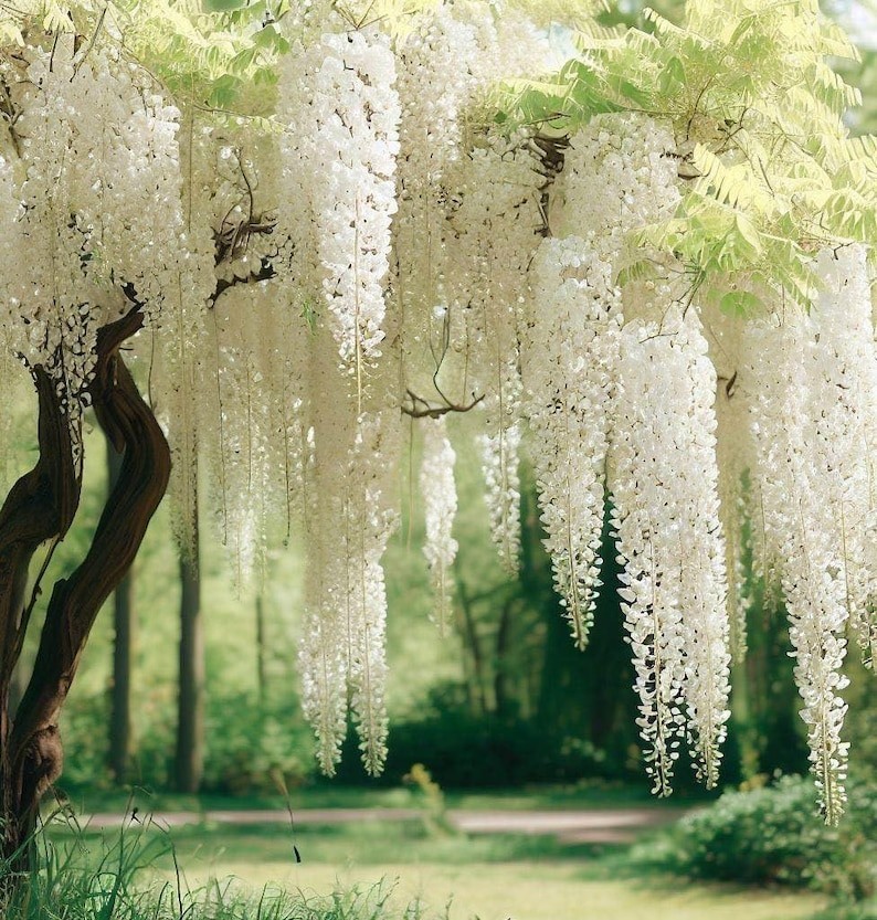 5 White Chinese Wisteria SEEDS Ready to plant now