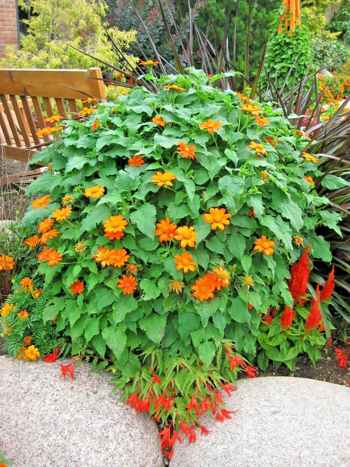 101+MEXICAN SUNFLOWER Seeds Drought Heat Summer Flower Garden Container Easy