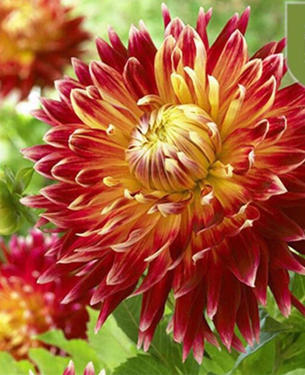20 SEEDS for Red/Yellow AUTUMN DAHLIA rare flower exotic garden plant USA Seller