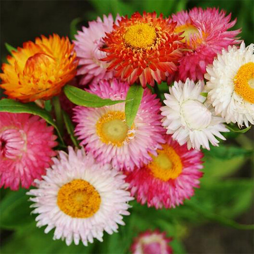 Swiss Giant Mix Strawflower Seeds | Heirloom | Free Shipping | Seed Store | 1218