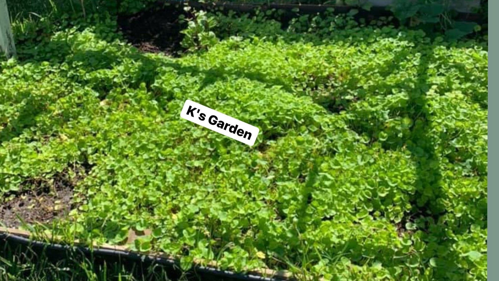 PENNYWORT , GOTU KOLA, CENTELLA ASIATICA SEEDS, HẠT RAU MÁ LÁ LỚN (+200 PCS)