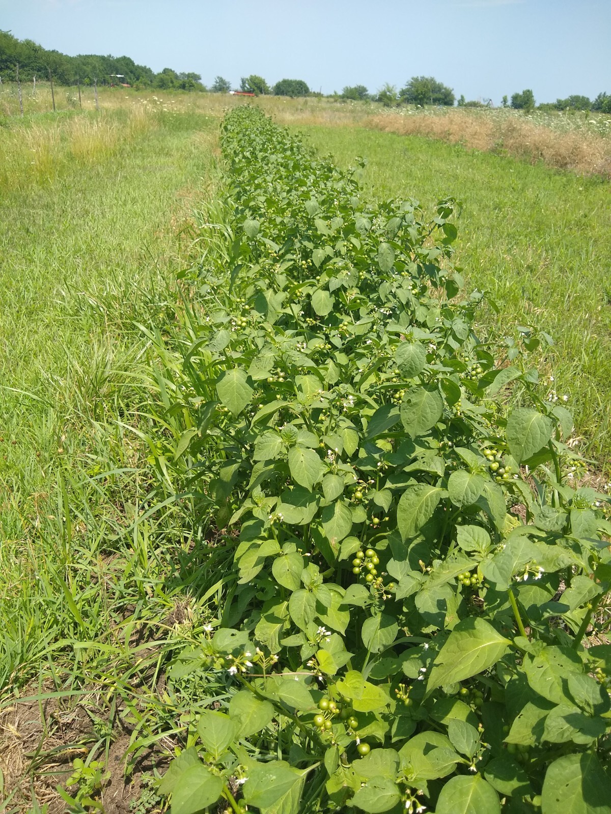 Garden Huckleberry Seed (Solanum melanocerasum) ~ 100 to 10,000 seeds