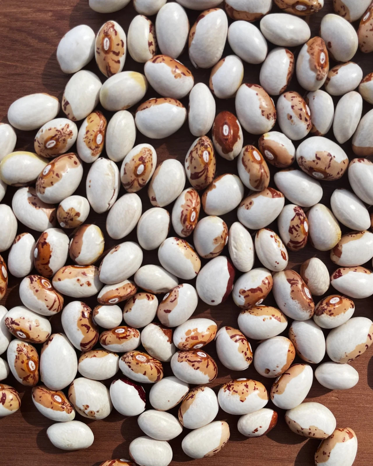 Hidatsa Shield Bean Seeds (25) / POLE BEAN / HEARTY / RARE