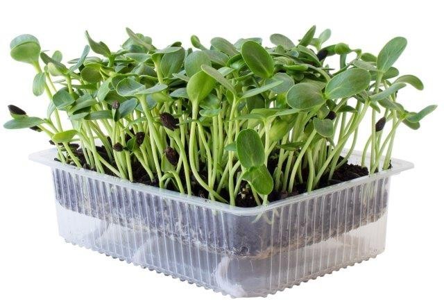 Organic MICROGREEN Seeds | Fresh Heirloom Non GMO Sprouting Seeds