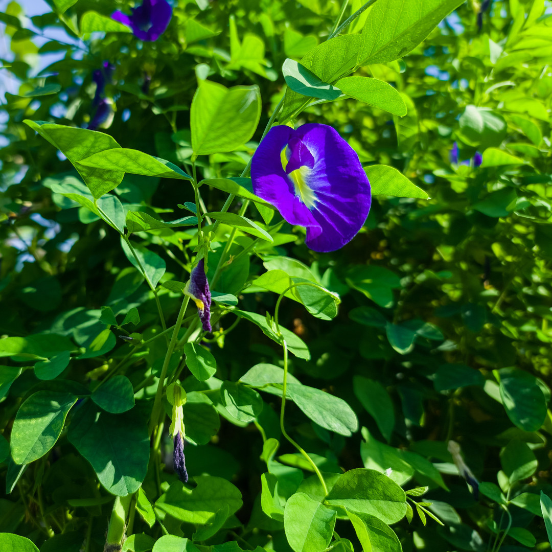 Fresh Butterfly Pea Seeds | Flower | Heirloom Non-GMO | Asian Flower Seeds