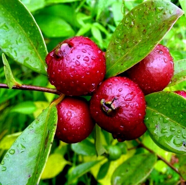 50 Strawberry Guava Tree Seeds (Psidium cattleianum) Edible Garden Fruit Plant