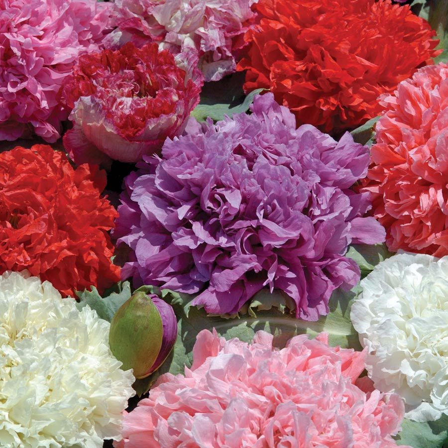 Poppy Peony Double Mixed, Red Pink White Purple Flowers, Variety Size Packets