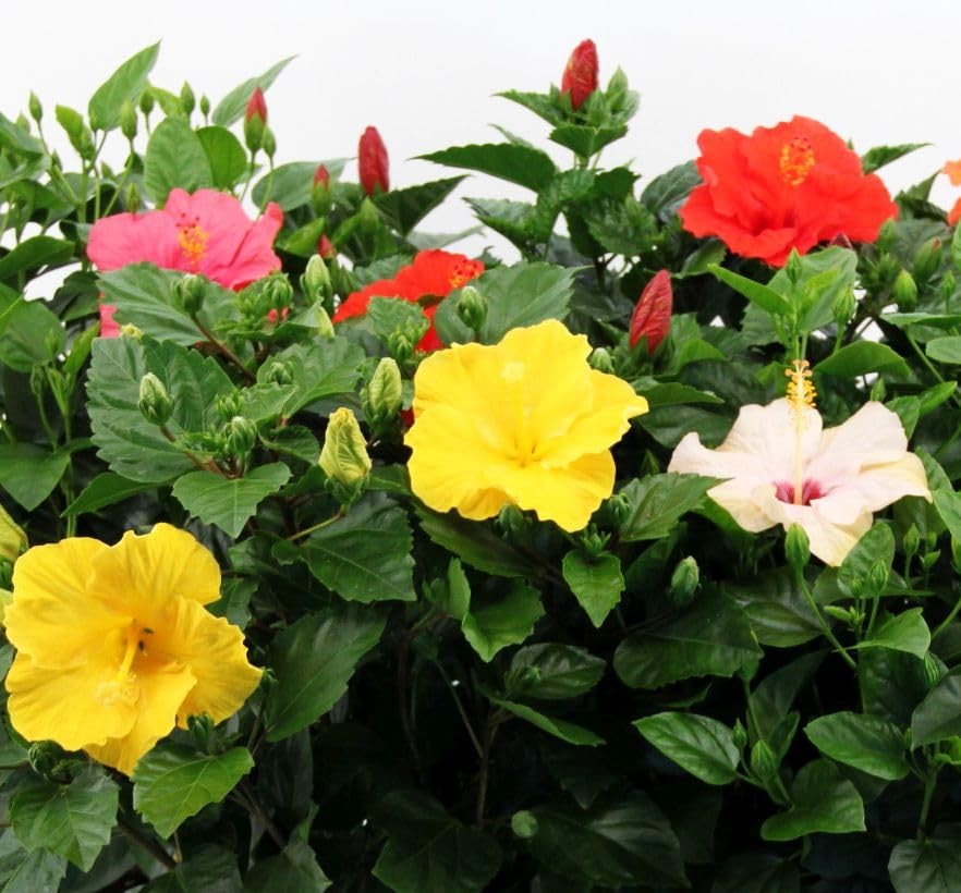 20 Giant Hibiscus Flower Seeds Hardy,Mix White Pink Red Color Home Garden