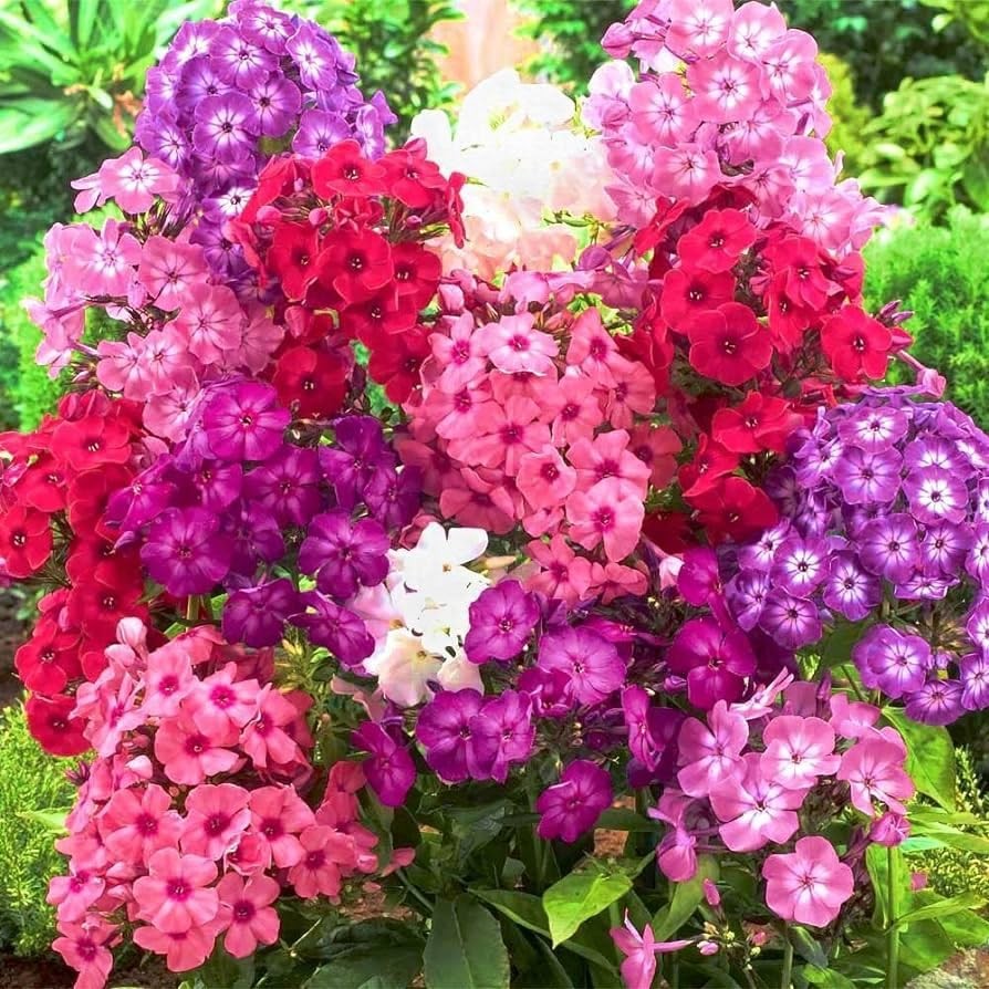 Mixed Phlox Seeds for Planting – Phlox Seeds Creeping Perennial Ground Cover …