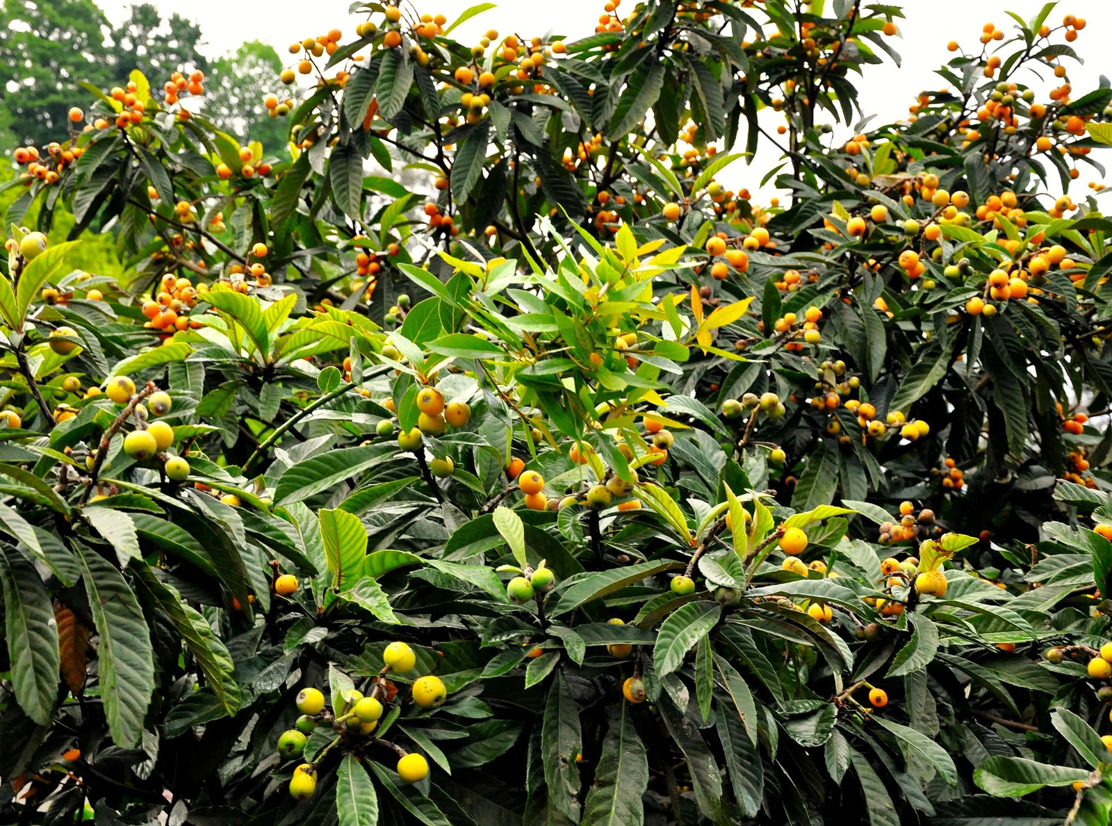 Loquat Tree Seeds – For 2026 Planting Eriobotrya Japonica Chinese Pipa Japanese