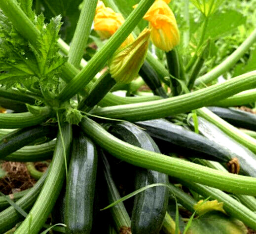 Dark Green Zucchini Summer Squash Seeds – 25 Seeds