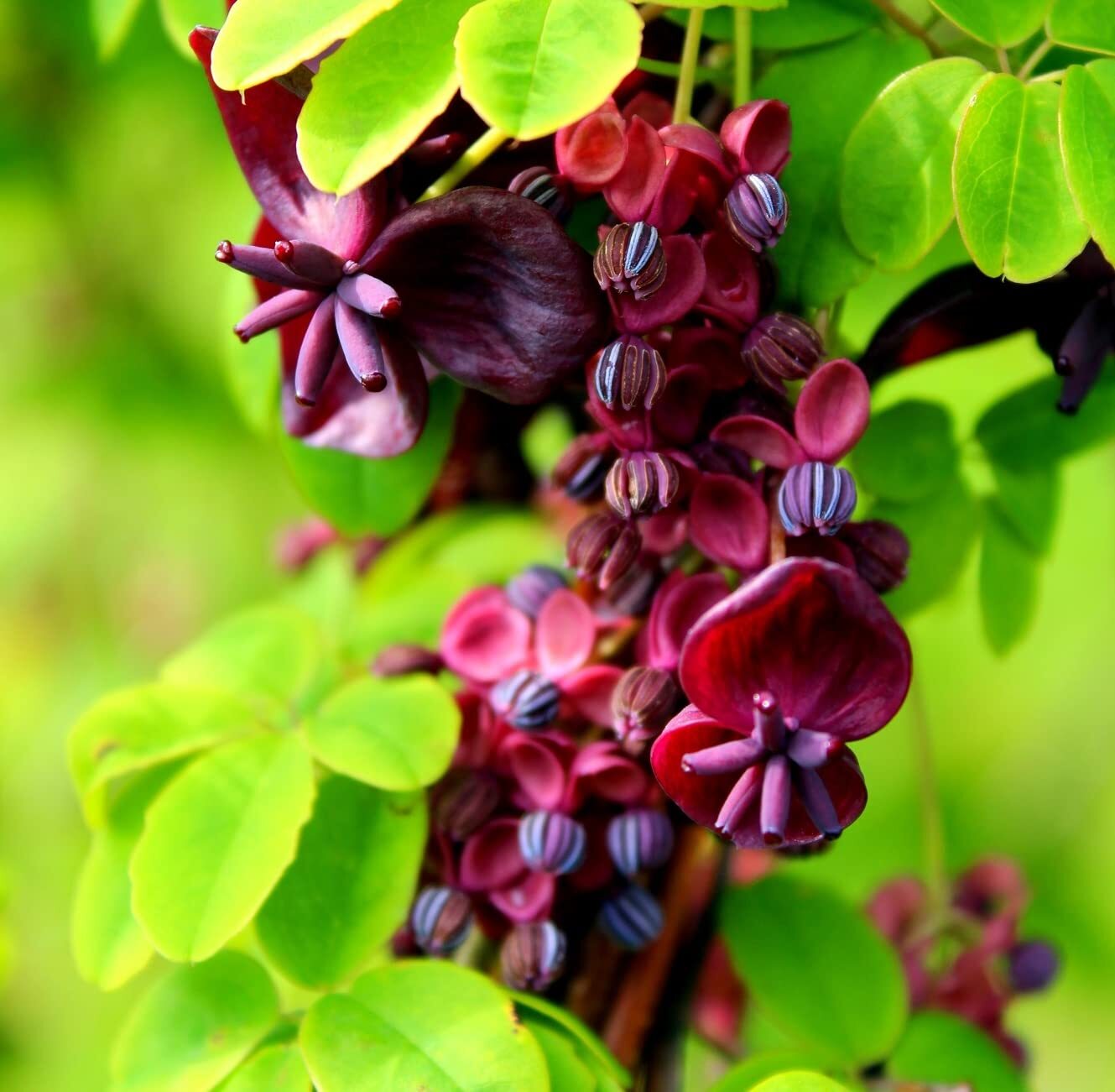 20 Chocolate Vine Seeds for Planting – Akebia quinata, Five Leaf Vine