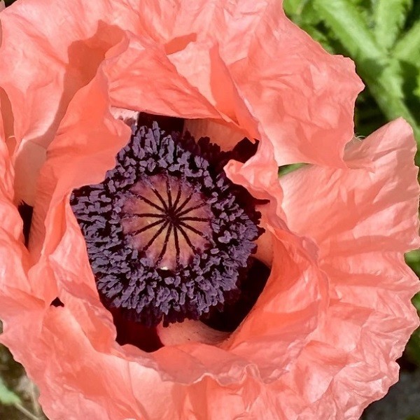 5,000+ Mixed Oriental Poppy Seeds Premium Perennial Giant Crepe-Paper Blossoms