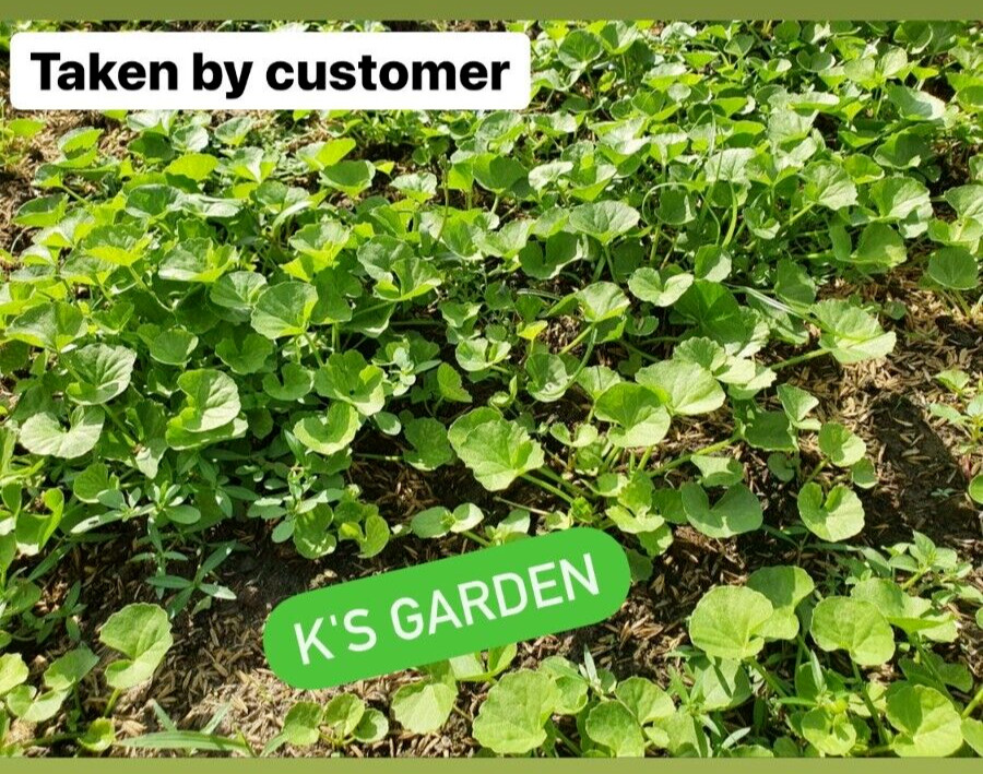 PENNYWORT , GOTU KOLA SEEDS (SMALL LEAF) , HẠT RAU MÁ LÁ NHỎ (+200 PCS)