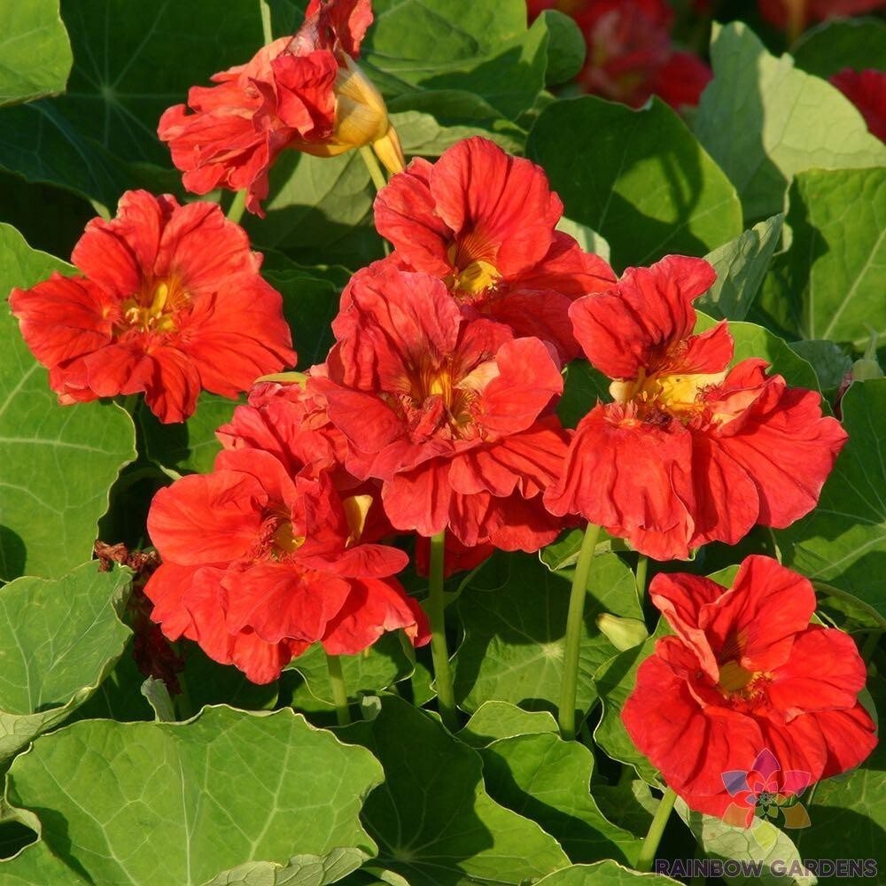 50+ Cherrelle Nasturtium Seeds for Garden Planting – USA – FAST SHIPPING!