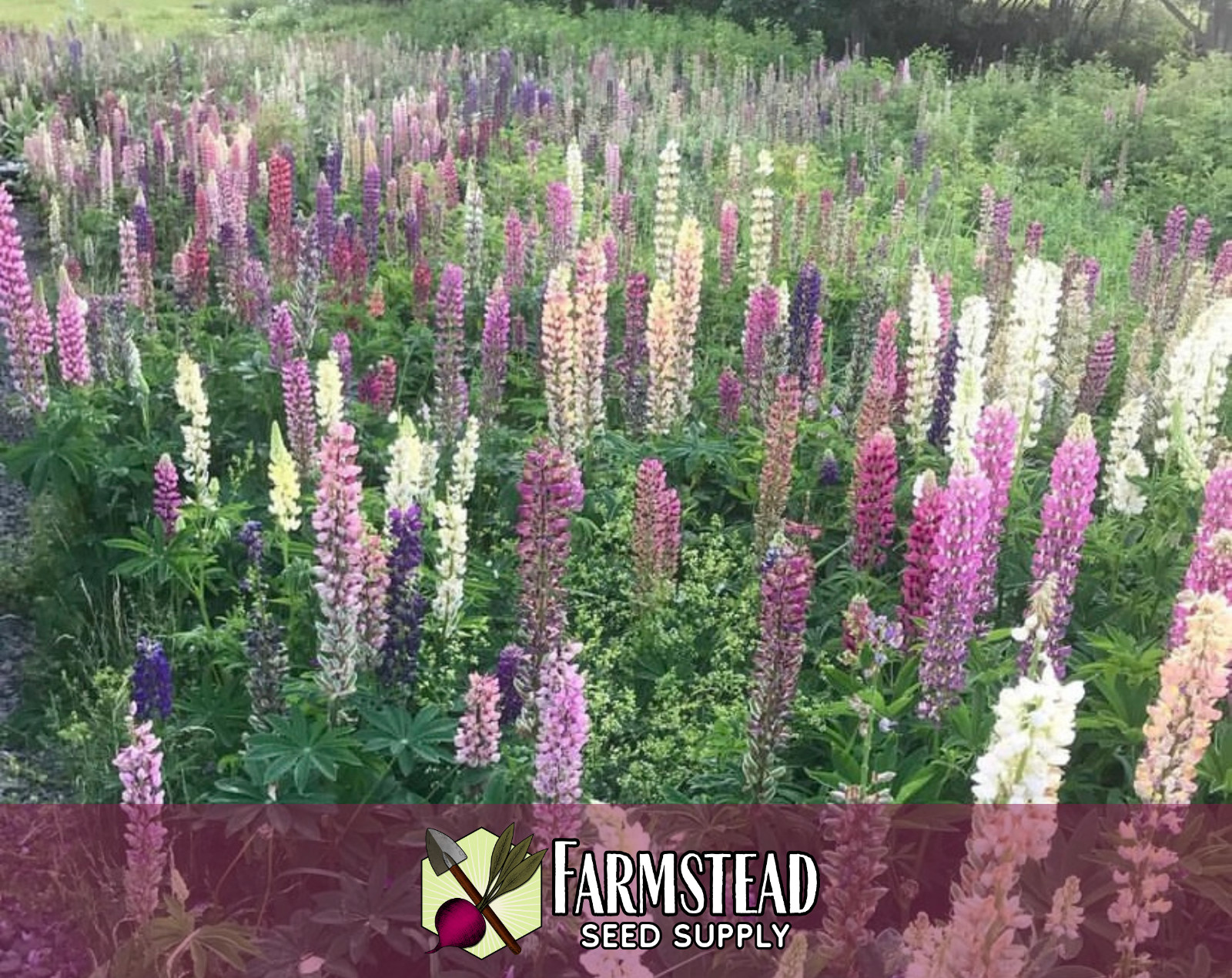 85+ Russell Lupine Flower Seeds | Wildflower Garden Seed Packet for Pollinators